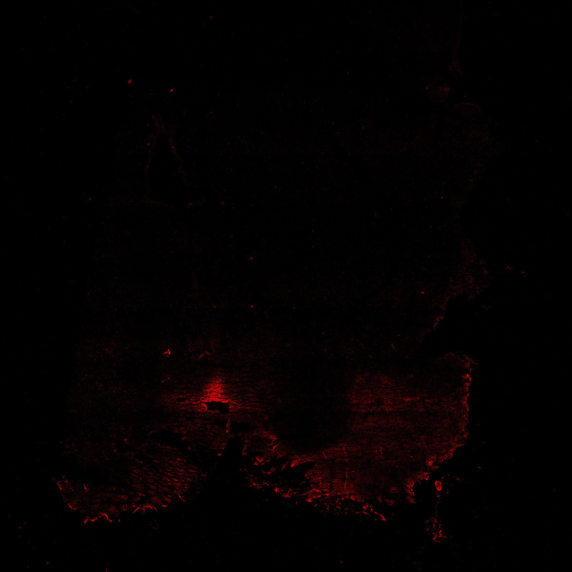 Human foetal midbrain